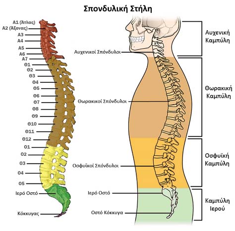 Σπονδυλική Στήλη